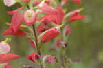 Entireleaf Indian paintbrush